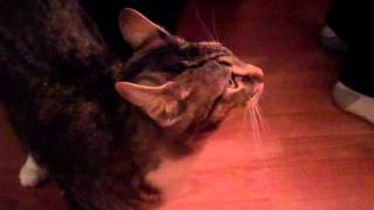 Funny Cat Talking and Singing Compilation 2015 || For Funny :)