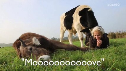 Playful cow asks for hugs from humans