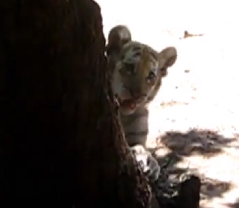 Tiger Cub Plays With Park Visitor