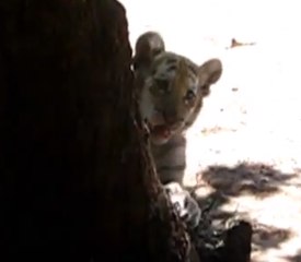Tiger Cub Plays With Park Visitor