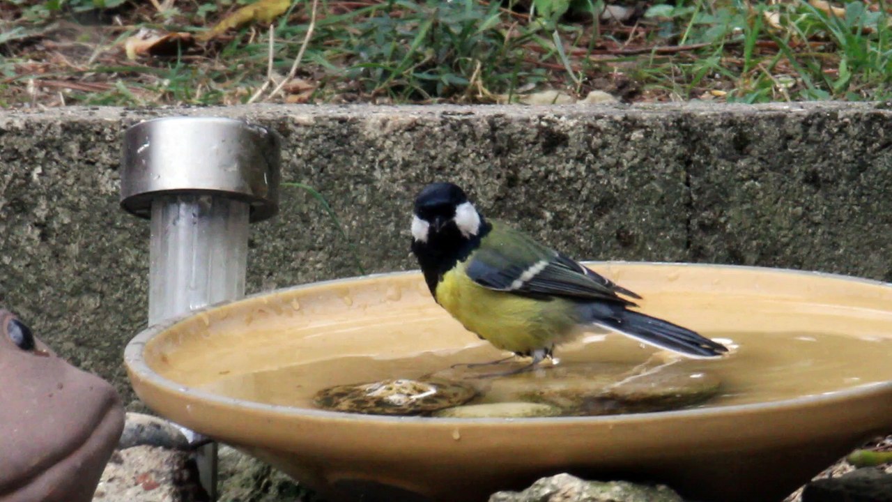 Mésange qui prend son bain
