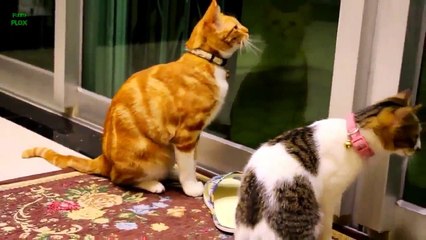 Cats and Kittens Meowing Compilation 2015  Very Funny