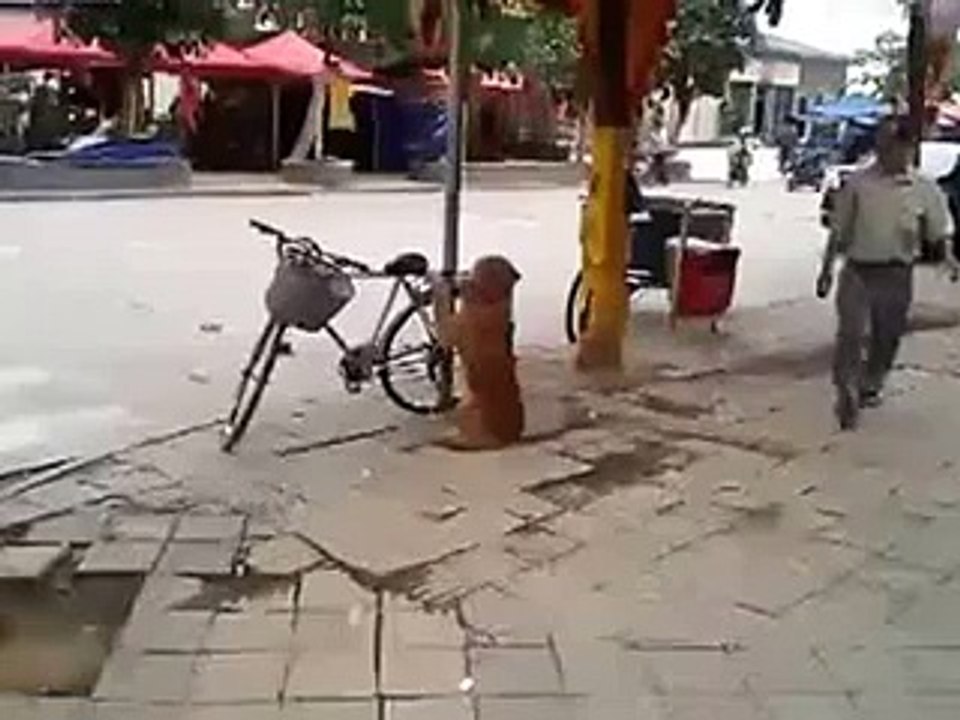 Monkey on the Bicycle very Funny Video - YouTube