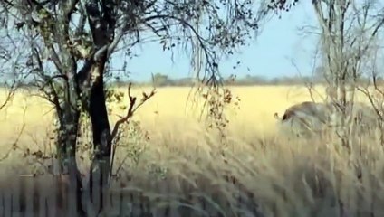 Lion vs Rhino Real Fighting ► Lion Chanel Tv