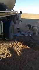 خروف معصب يهاجم صاحبه بطريقة مضحكة جدا!!