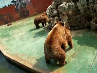 orsetti innamorati by mik179