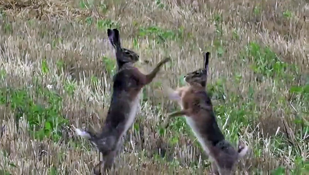 Boxing hares in slow motion