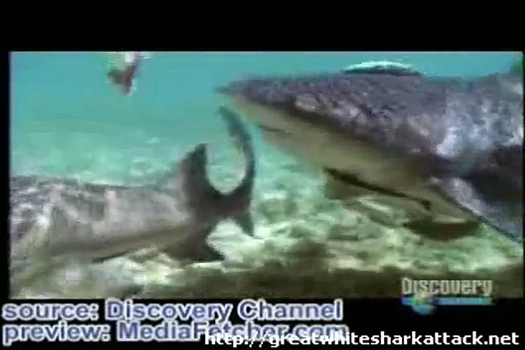Shark Attack