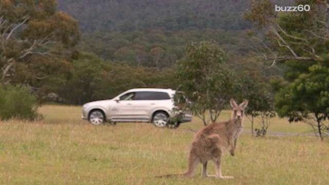 Volvo wants to save kangaroos from car accidents