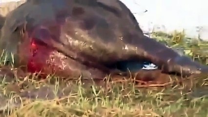 Lion attackThe Buffalo The Lion Returns for food wildlife documentrary