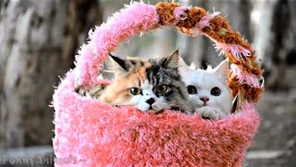Funny Animal Videos for Kids Cute Kitten Compilation Funny Cat Videos Youtube Funny Animal