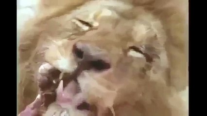 10 Lion attacks Hyena documentary   hyena attack lion,lion vs hyena