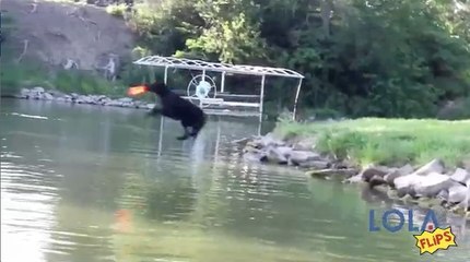 Awesome Frisbee Catching Dog!