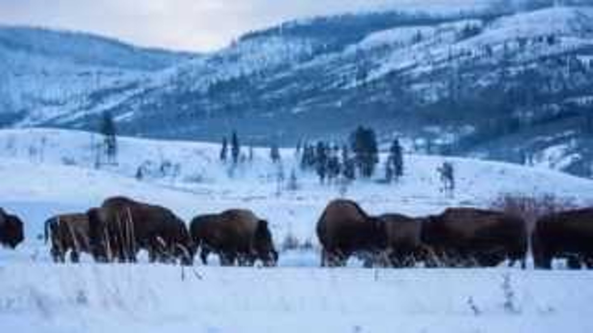 [Nature & Wildlife Documentary] Salmon Confidential HD (Nature Documentary)