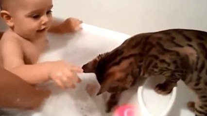 Funny Animals Compilation | Best Videos Cats Dogs Goat Horse 2015 HD