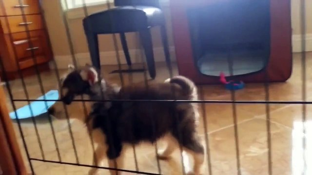 Хаски скандалит требует свободы и справедливости