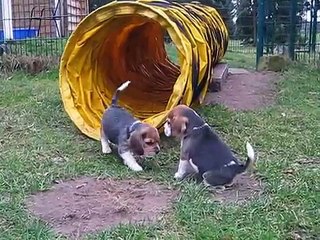 Very cute puppies playing in yard
