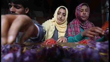 Irán y Cachemira inician la recogida anual de azafrán ante un futuro incierto