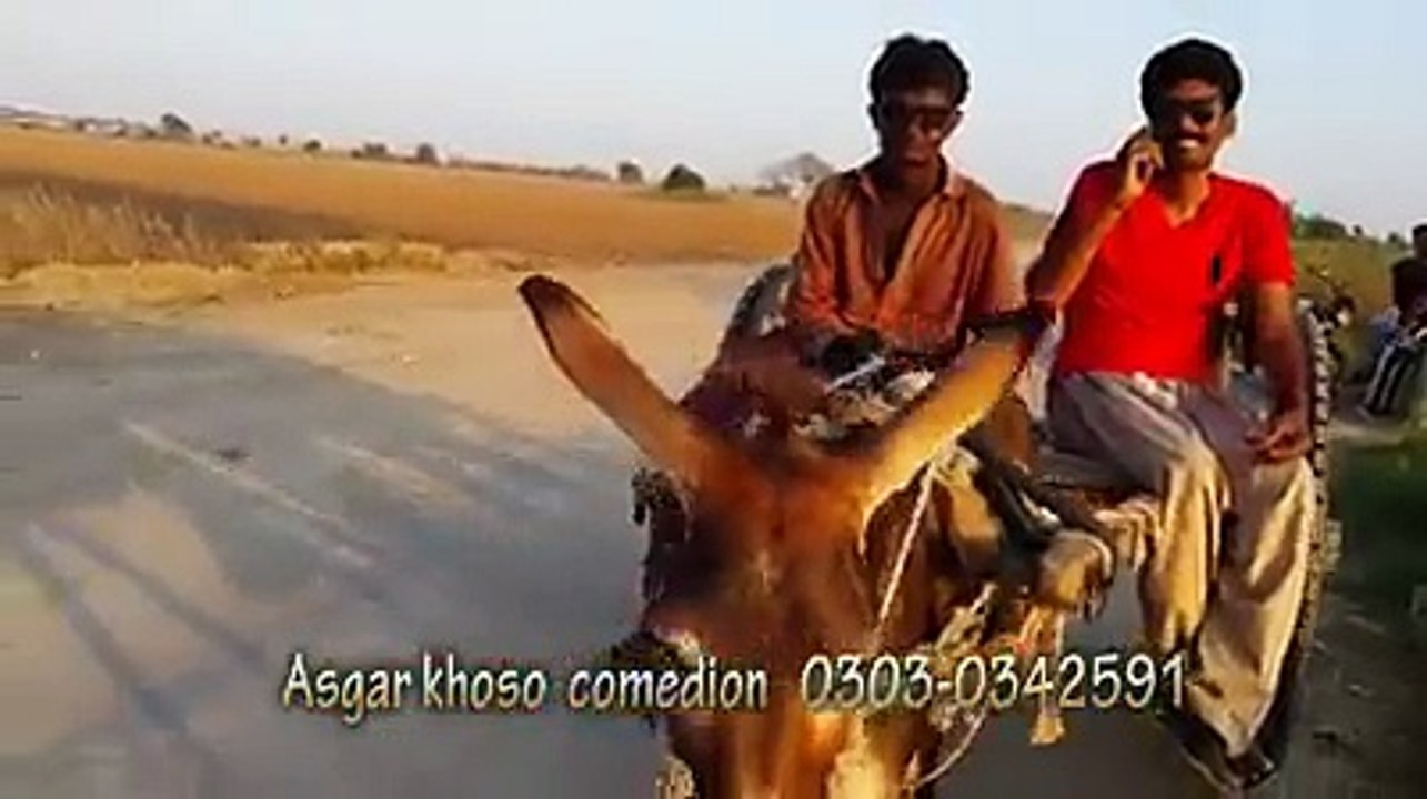 Pardasiyo K Shasky