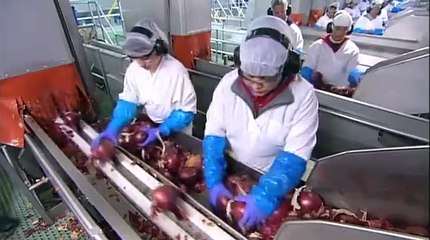 How It's Made - Onions (Gills' Onions)
