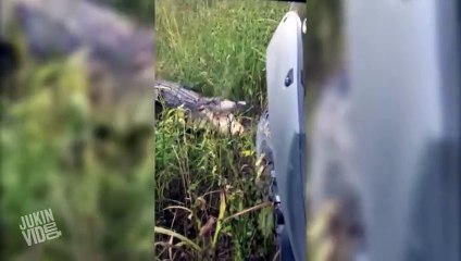 Gator vs Truck  Battle of the Beasts