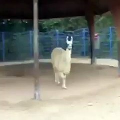 If You Aint Talkin Money! Funny Llama Vine
