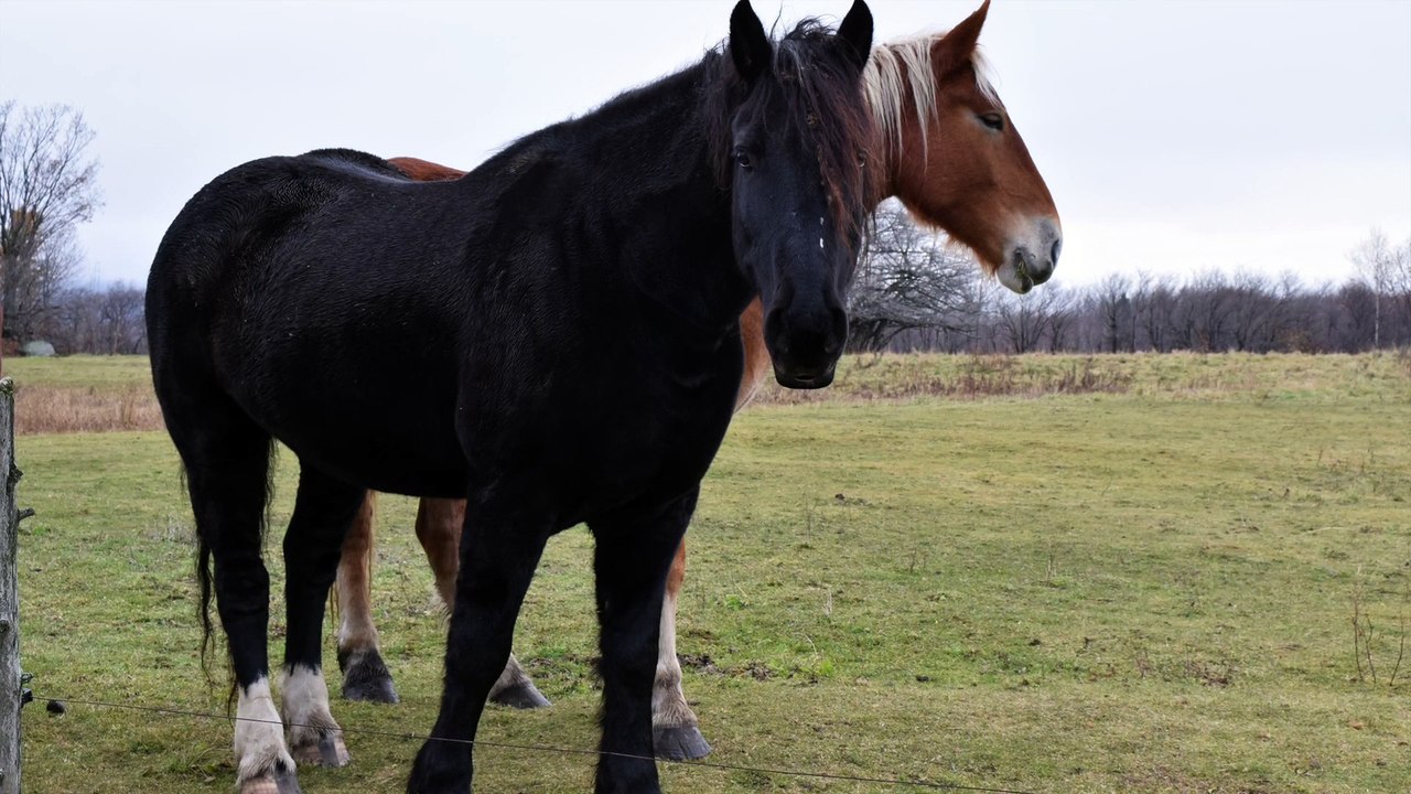 chevaux du 4ieme rang ouest