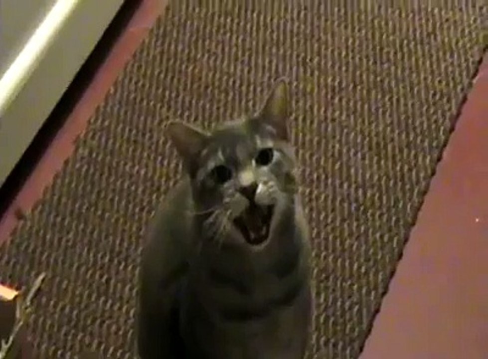 Hey cat. Hey.