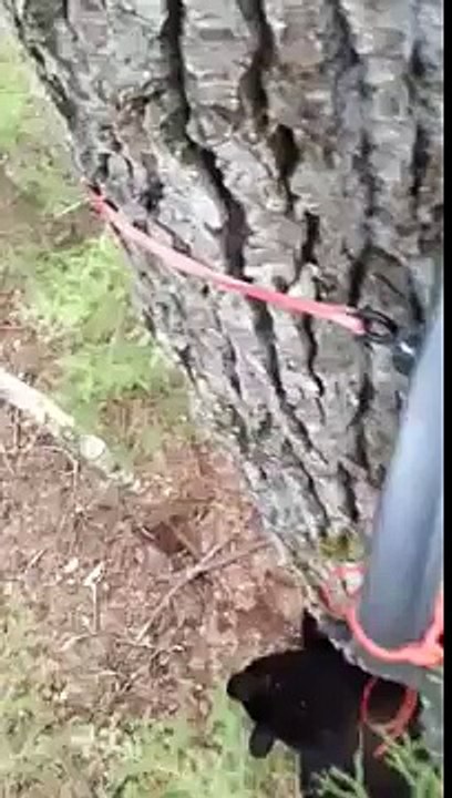 Hunter finds himself face-to-face with a bear