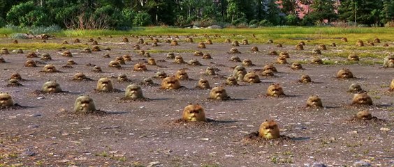 The Good Dinosaur VIRAL VIDEO - Halloween Asteroid