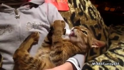 Как едят жадные коты))