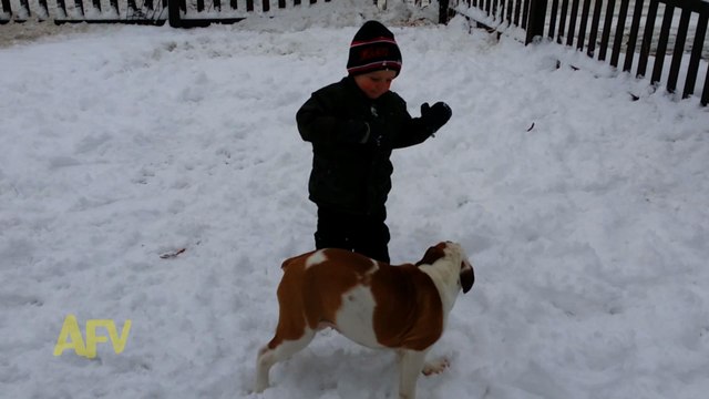 Dog Tackles Kid In Snow