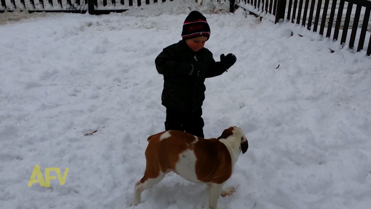 Dog Tackles Kid In Snow