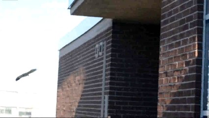 Amazing Squirrel Jumps Off High Rise Building