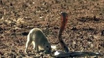 Mongoose Attack Cobra Snake incredible Fighting
