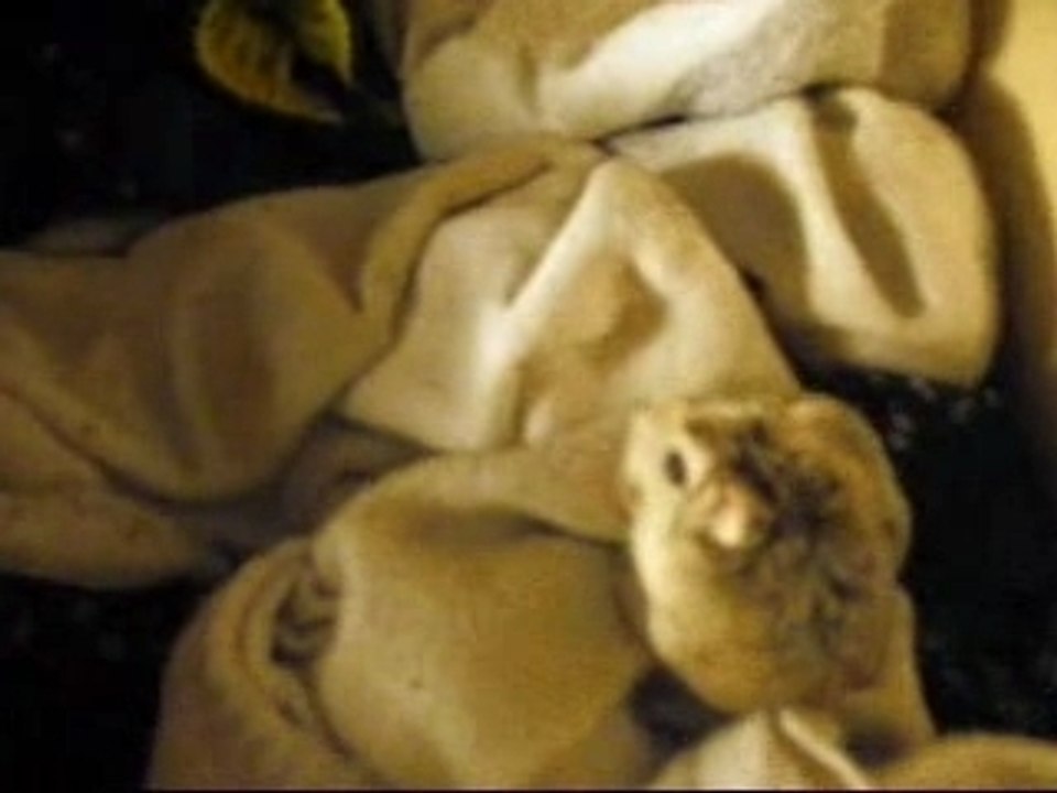 Bad hamster