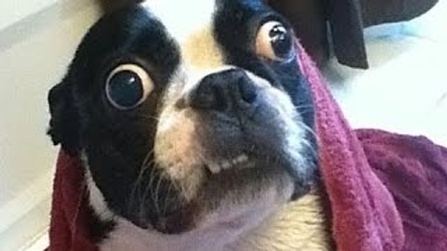 Best Dog vines 2015-Funny and cute dogs vines 2015 (Puppys love)