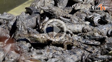 10,000 ekor buaya kebuluran, harta jutawan dibeku