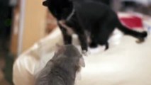 Dubstep Cats Slow Motion