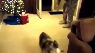 Dogs Welcoming Soldiers Home Compilation 2014 [HD]