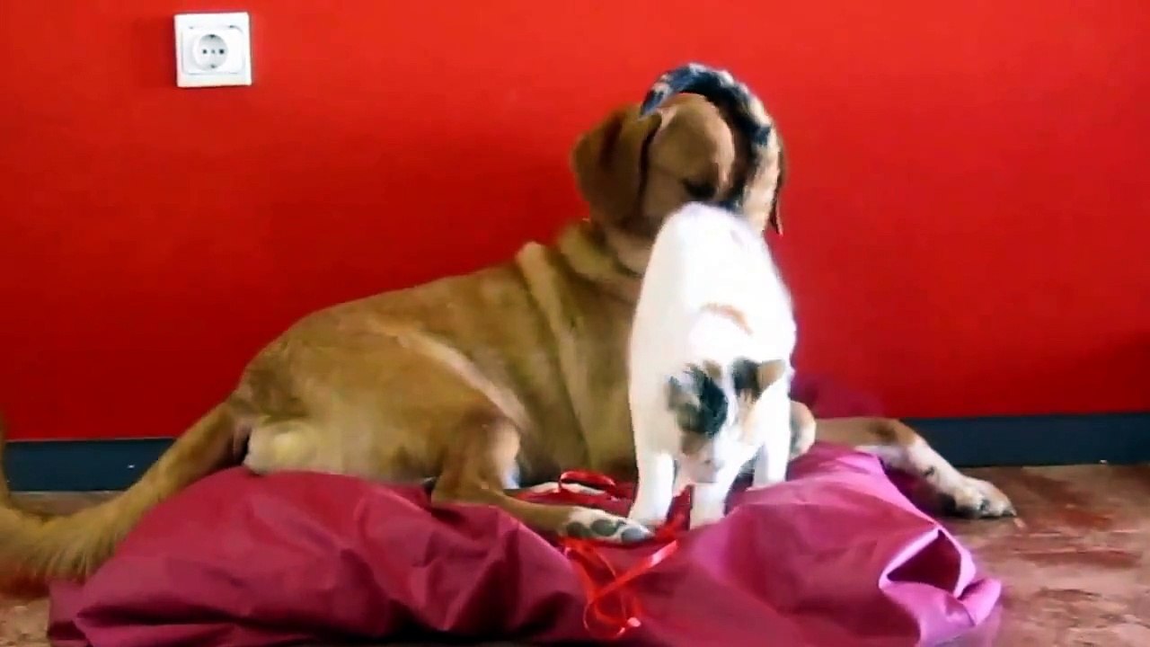 Cette petite chatte recherchait désespérément une nouvelle famille...alors elle a suivi un chien jusque chez lui.