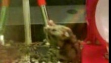 hammy drinking water