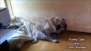 Best Sleeping ● Funny Sleeping Dogs Compilation