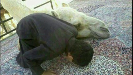 New miracles of Allah