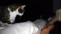 Cat Cautiously Wakes Up Owner cöm on Laugh your heart