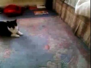 Cat Cats Funny Stupid Laugh your heart