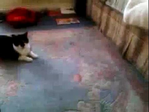 Cat Cats Funny Stupid Laugh your heart