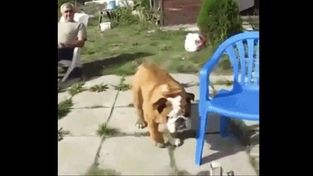 Bulldog climbs on chair and sits LIKE a BOSS Laugh your heart