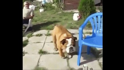 Bulldog climbs on chair and sits LIKE a BOSS  Laugh your heart