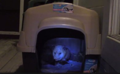 Huge Opossum On My Front Porch! Had to Call For Backup!